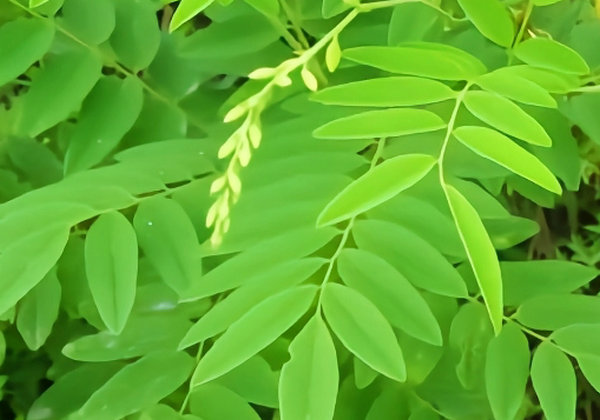 河南中藥知識分享：苦參